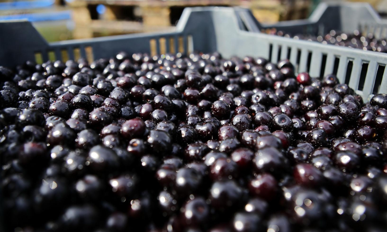 Árpád pálinka gyümölcs mosás